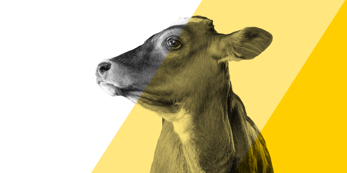 BicarZ for cows calculator