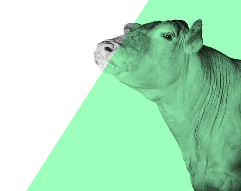 BicarZ for acidosis-cows-ruminants