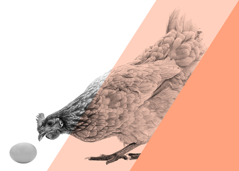 BicarZ for poultry-chicken