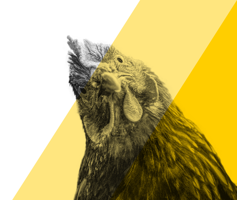 BicarZ for poultry-eggs