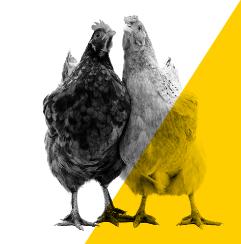 BicarZ bicarbonate buffer hens