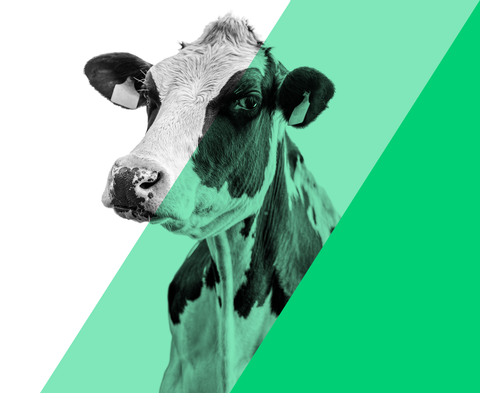 BicarZ bicarbonate buffer cows