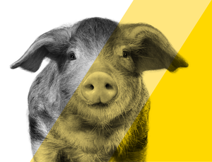 BicarZ for Heat Stress pigs