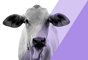 BicarZ bicarbonate buffer ruminants